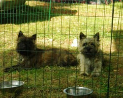 Hunde-3.jpg